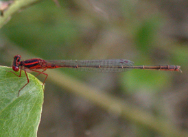 Scarlet Bluet